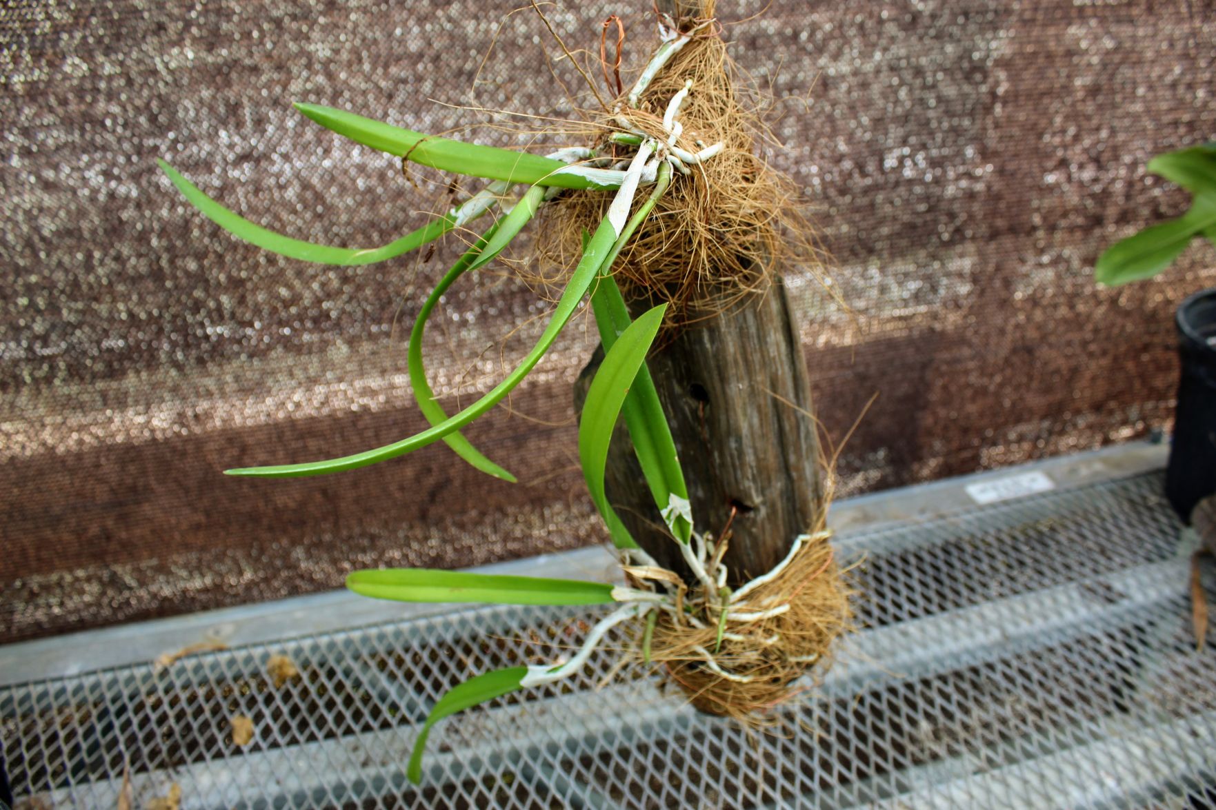 Air Plant.jpg